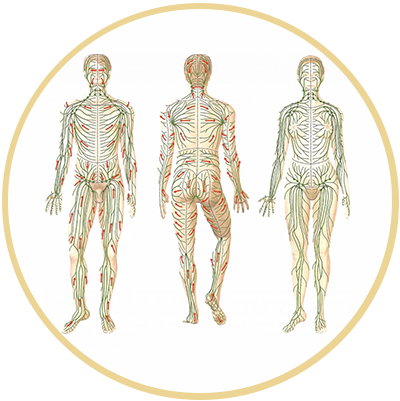 
Drainage lymphatique
