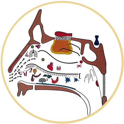 <br />
Réflexologie nasale<br />
